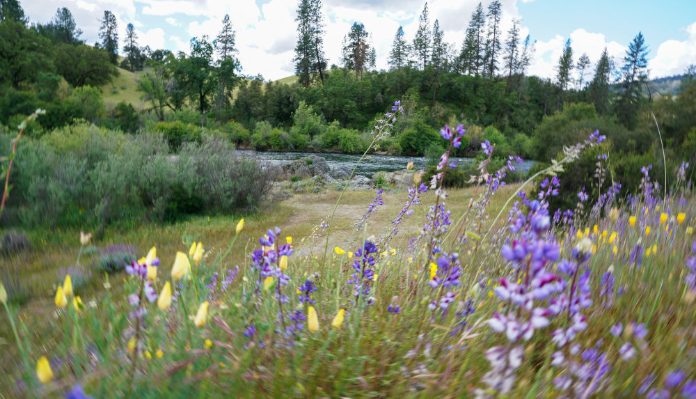 Lupine and Poppies along the South Fork American