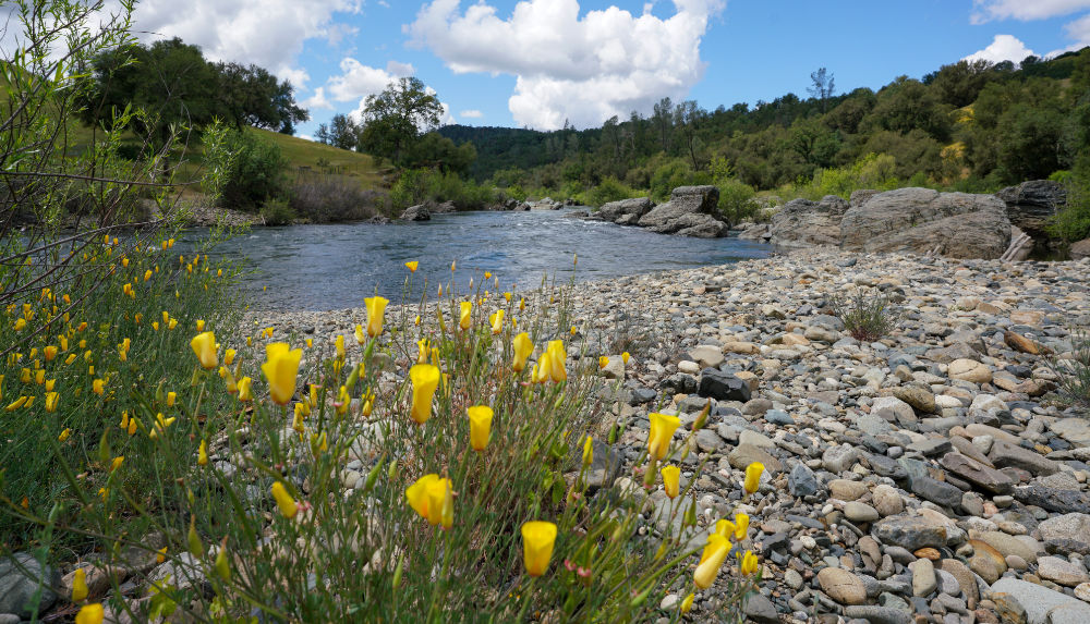 California Poppies along the South Fork American
