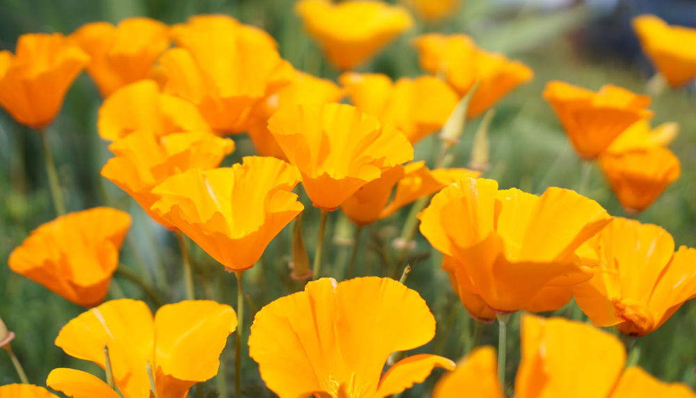 California Poppy - The state flower