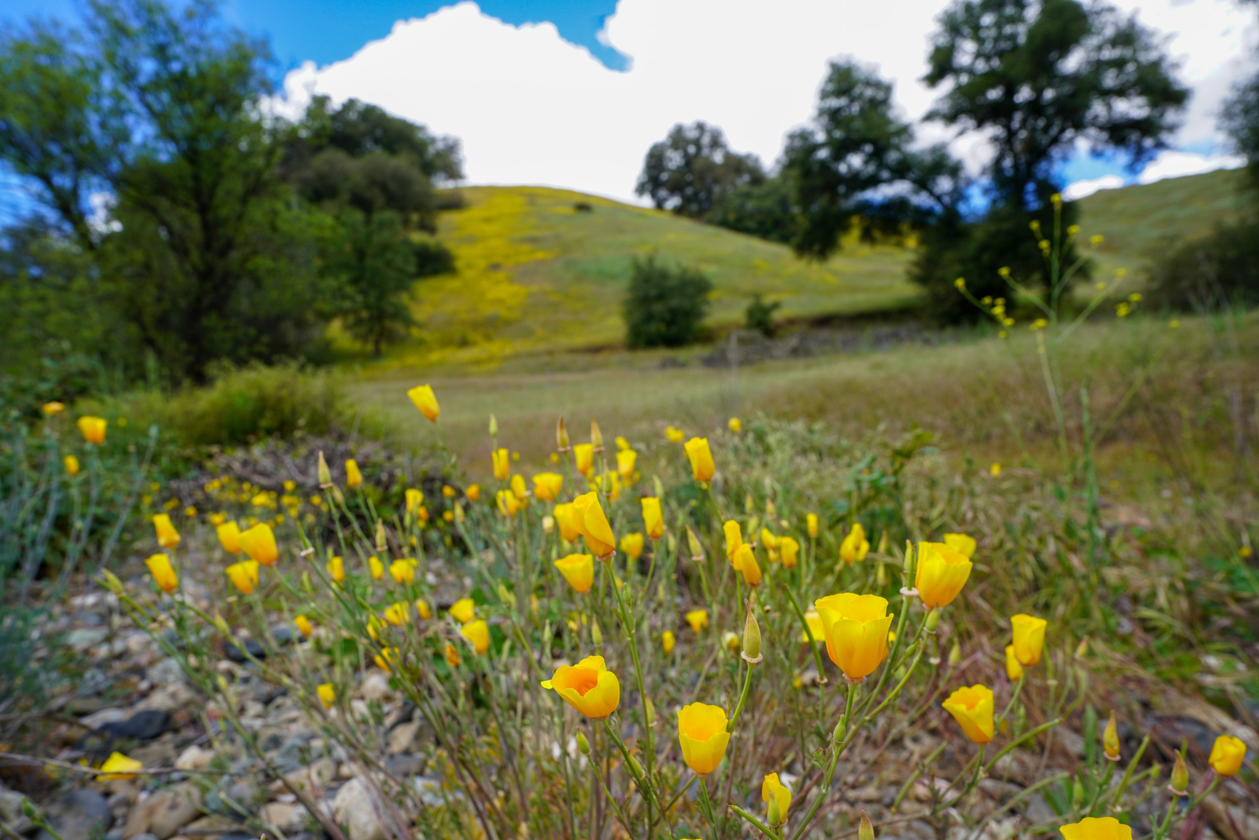 Wildflowers on the River